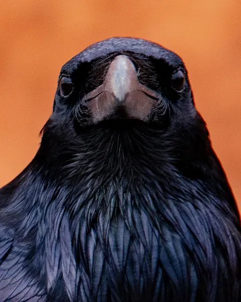 Bird photograph by BG Pfotography