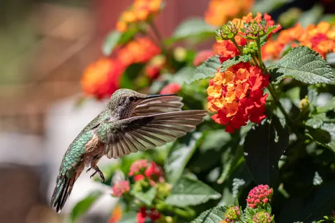 Bird photograph by BG Pfotography